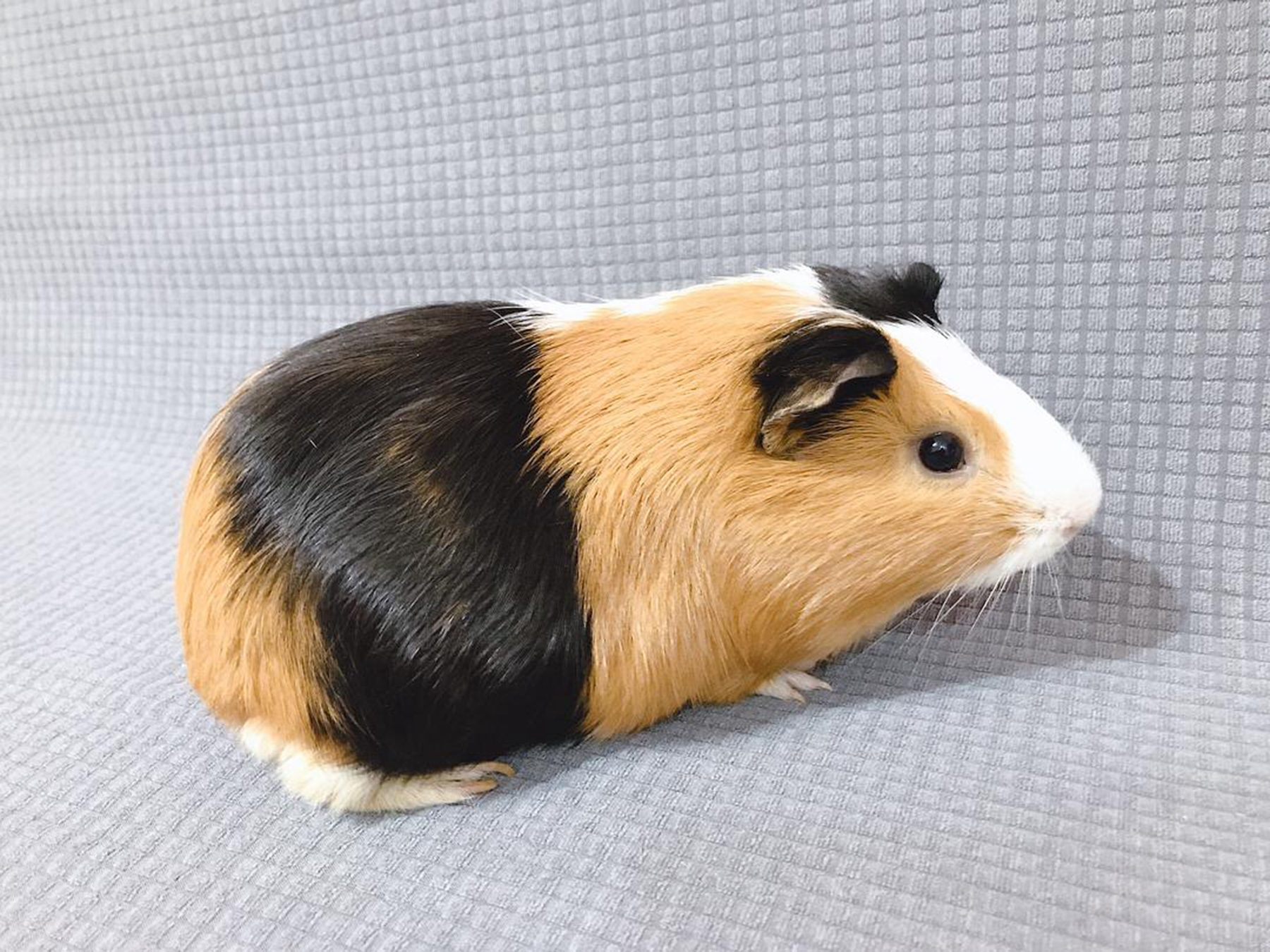 荷兰猪认主人吗?怎么养荷兰猪?