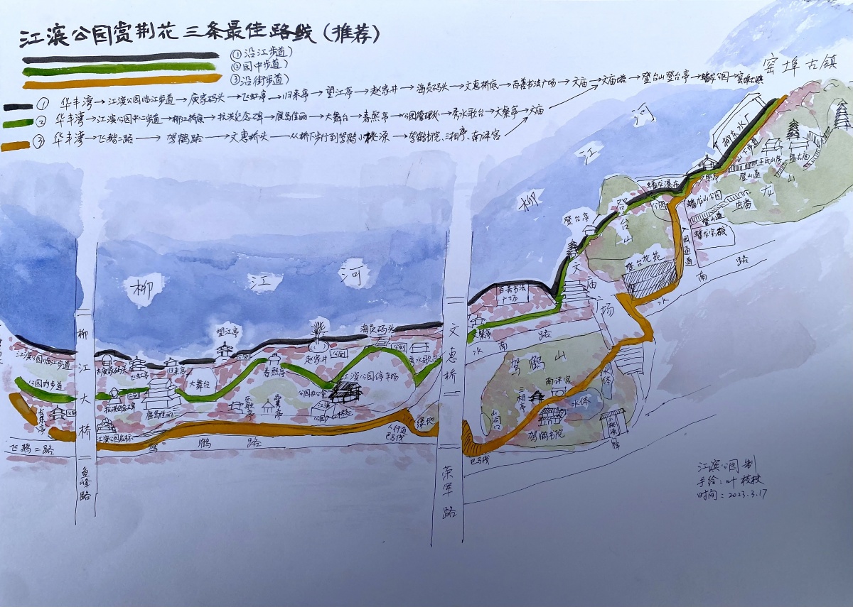 柳州江滨公园职工手绘线路图 引导游客游园赏紫荆