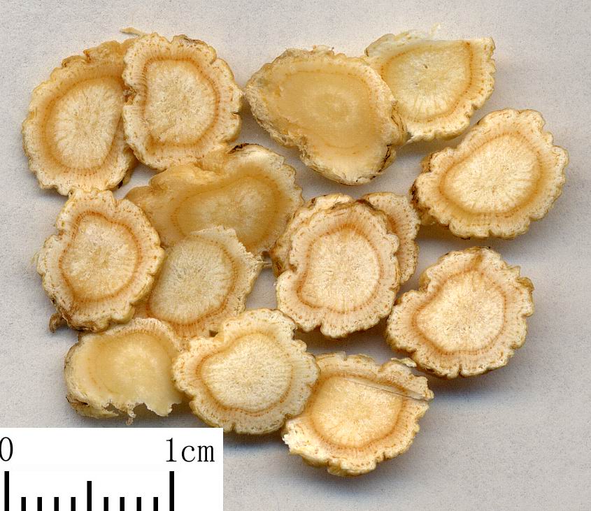 中药标本馆之人参