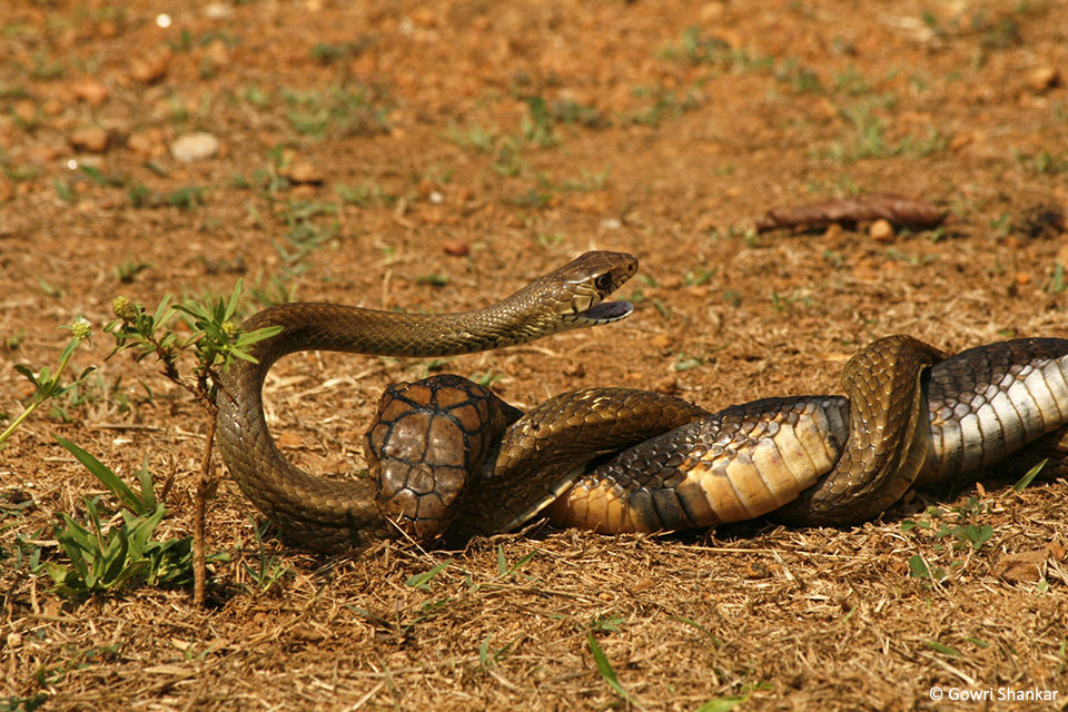 眼镜王蛇捕猎图片