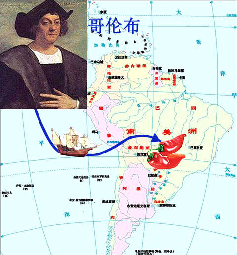 15世纪末,哥伦布发现美洲之后把辣椒带回欧洲