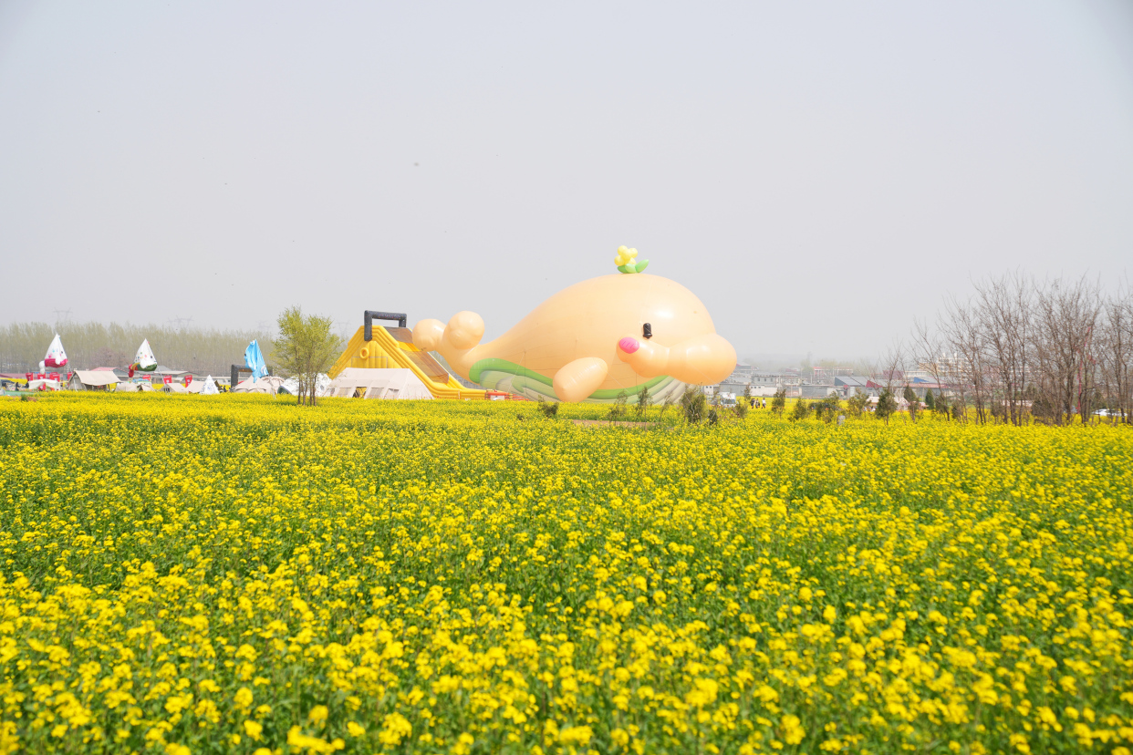 河北邢台赏花,红薯岭万亩油菜花盛放,还有时光列车和网红大鲸鱼
