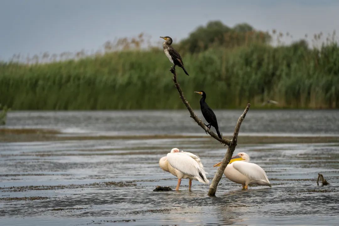 打工人的解药,观鸟到底在看什么?