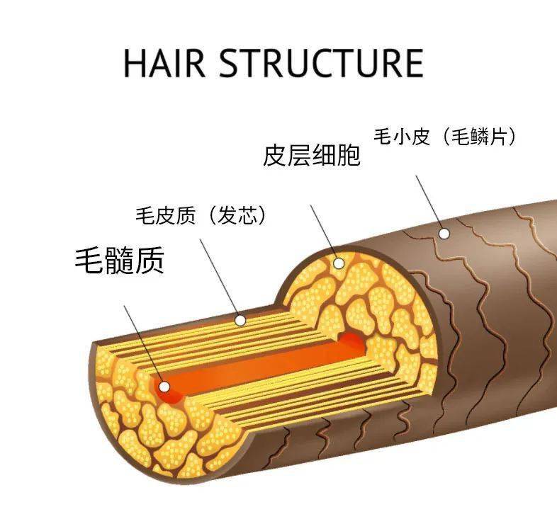 内外兼修,护发不能只做表面功夫!