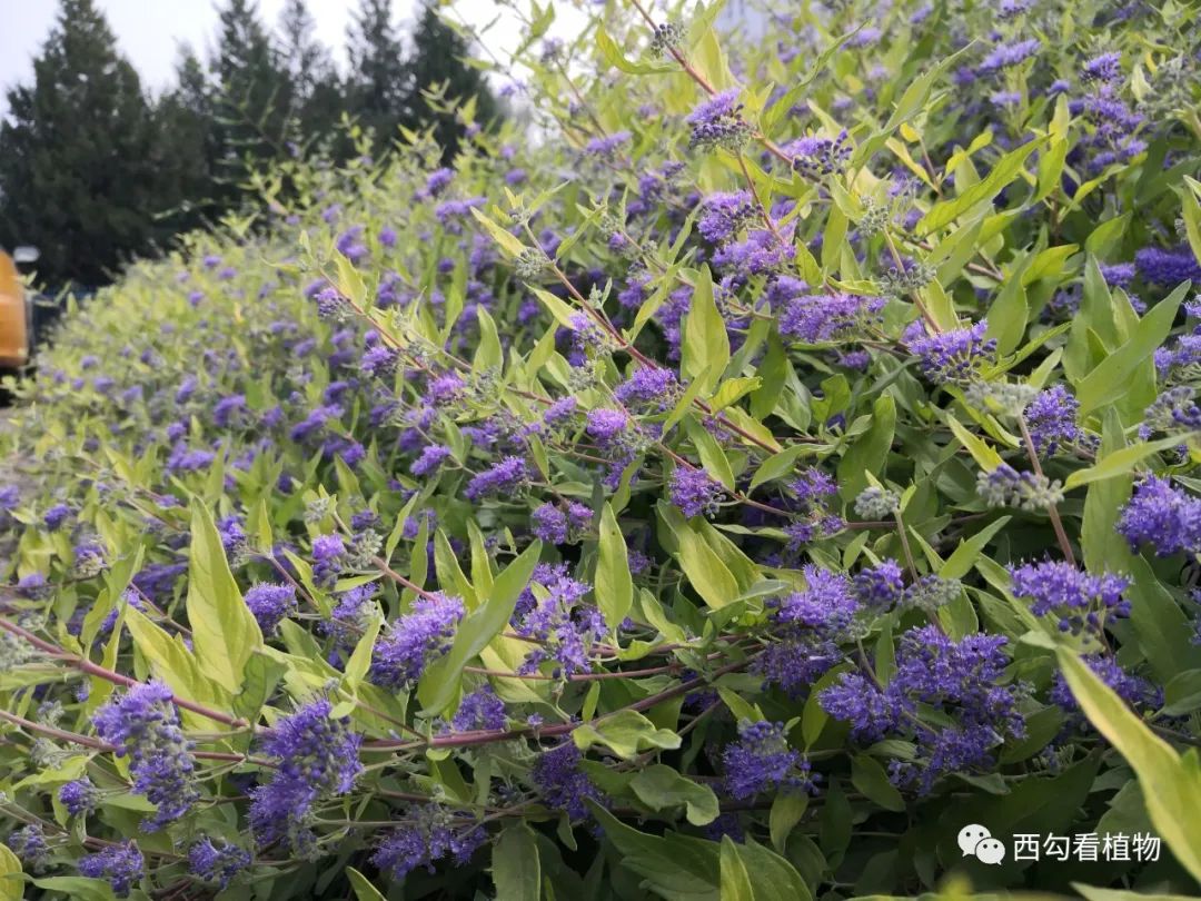 金叶莸 caryopteris × clandonensis worcester gold