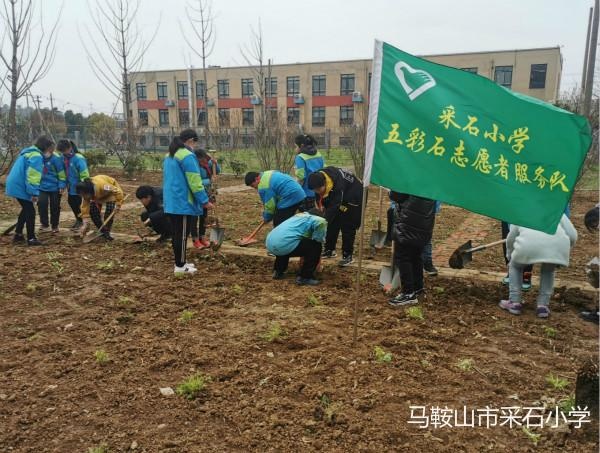 采石小学开展植树节活动