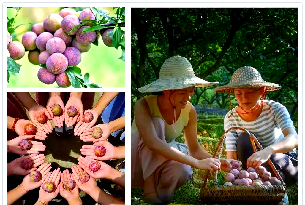 武平芙蓉李分级标准详解,提升品质从果型开始