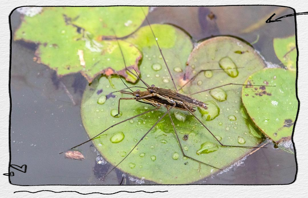 水黾:一种昆虫界的"水上漂",人畜无害却面临生存威胁