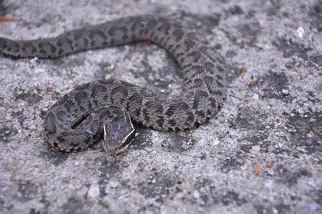 中国排名第二十七剧毒蝮蛇中介蝮