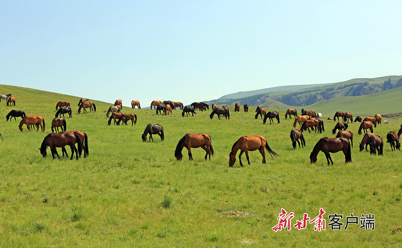 中农发山丹马场图片