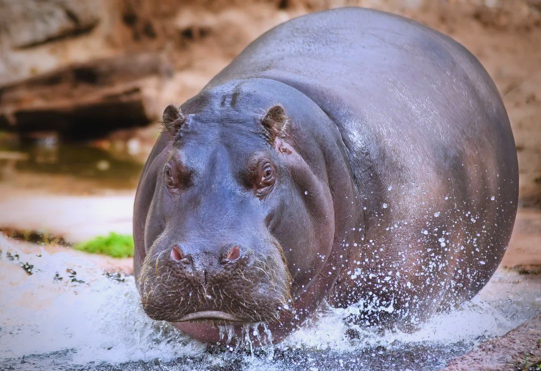 河马:看似温和却充满杀伤力的非洲食草动物