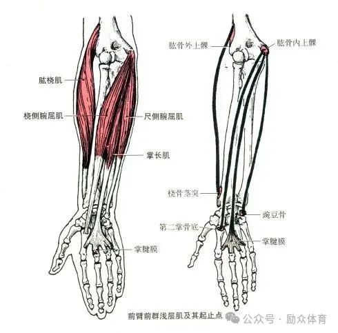 的正中神经止点:第二掌骨低起点:肱骨内上髁及前臂筋膜桡侧腕屈肌机能