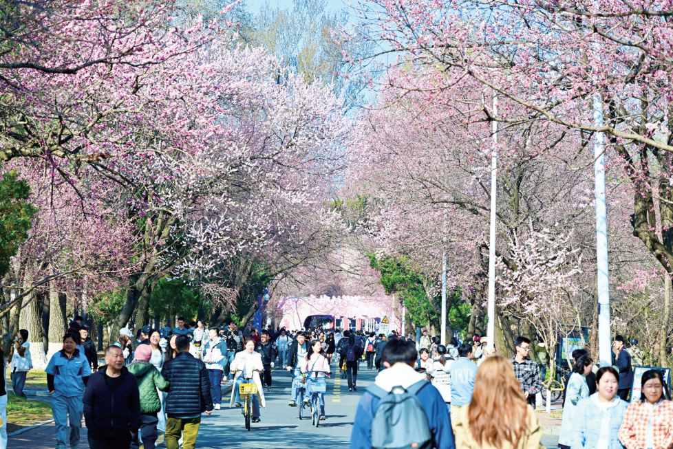 吉林大学第十届 "繁花初绽 杏好有你"杏花文化节浪漫启幕