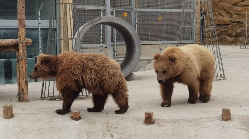 武威神州荒漠野生动物园,线上特惠套票强势来袭!