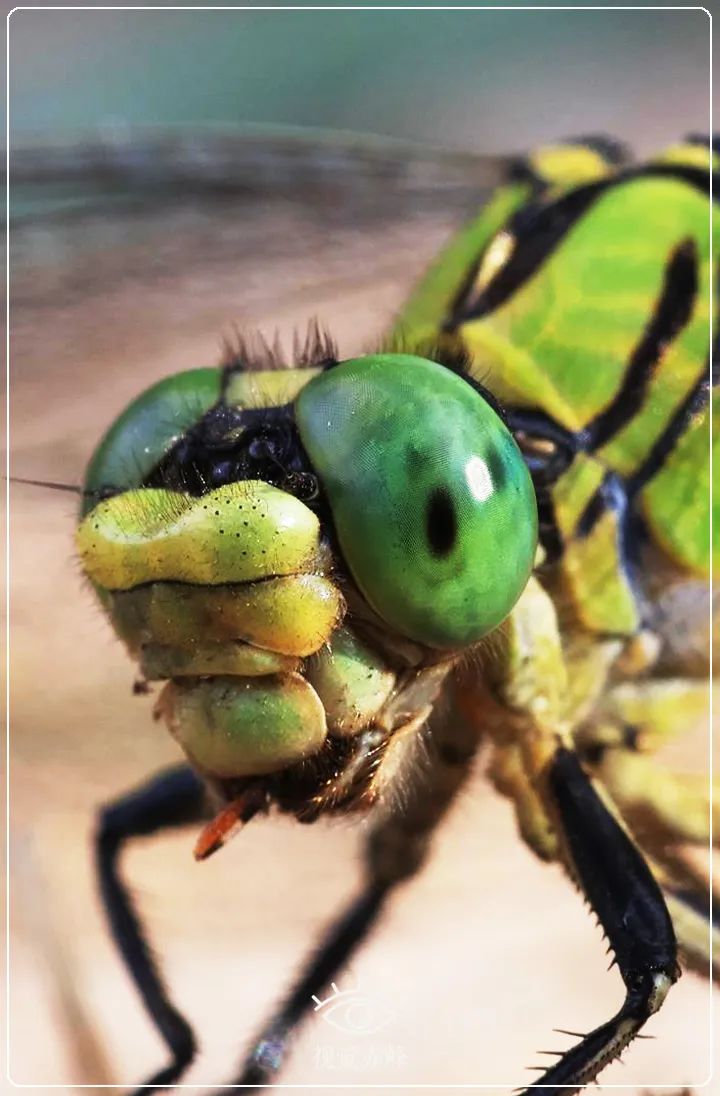 内蒙古赤峰市首次发现国家二级保护动物棘角蛇纹春蜓