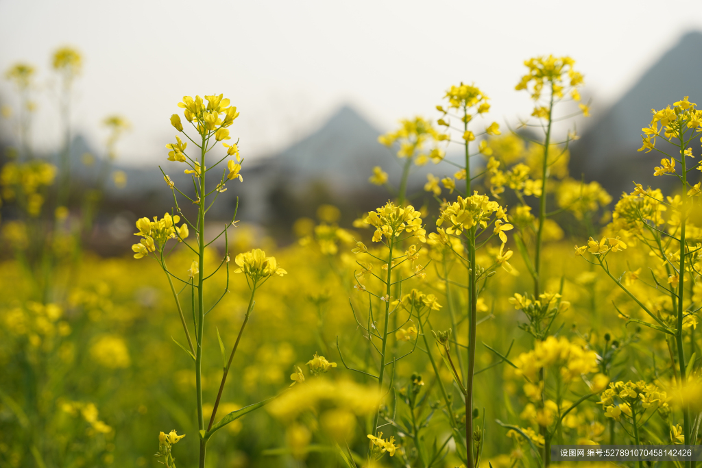 最美油菜花图片大全图片