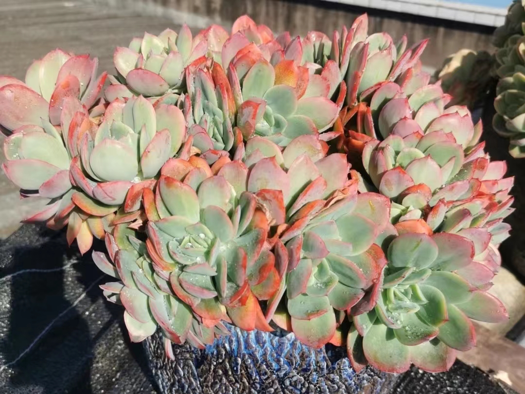 坐标江苏,今年最美的多肉就是"绮罗",养3年成大老桩