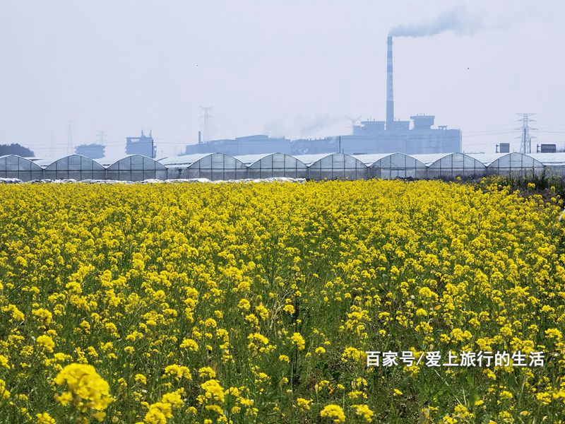 东海塘油菜花地址图片