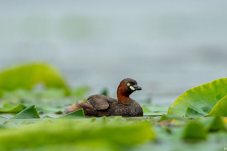 动物咋过冬?和平公园park walk来揭秘