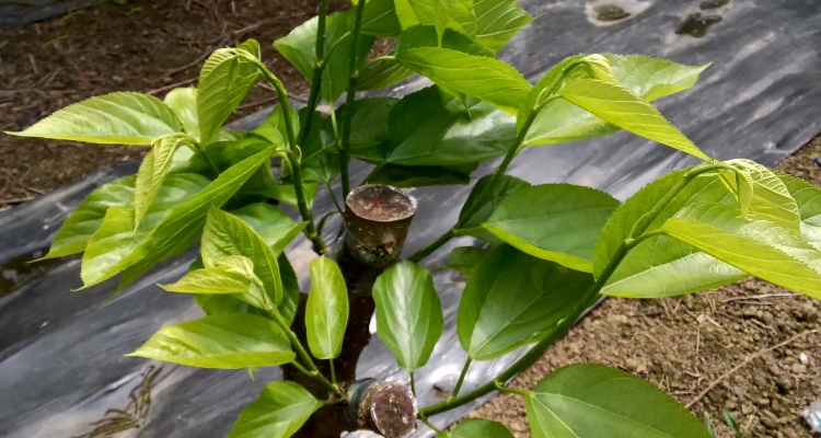 桑树上嫁接葡萄方法