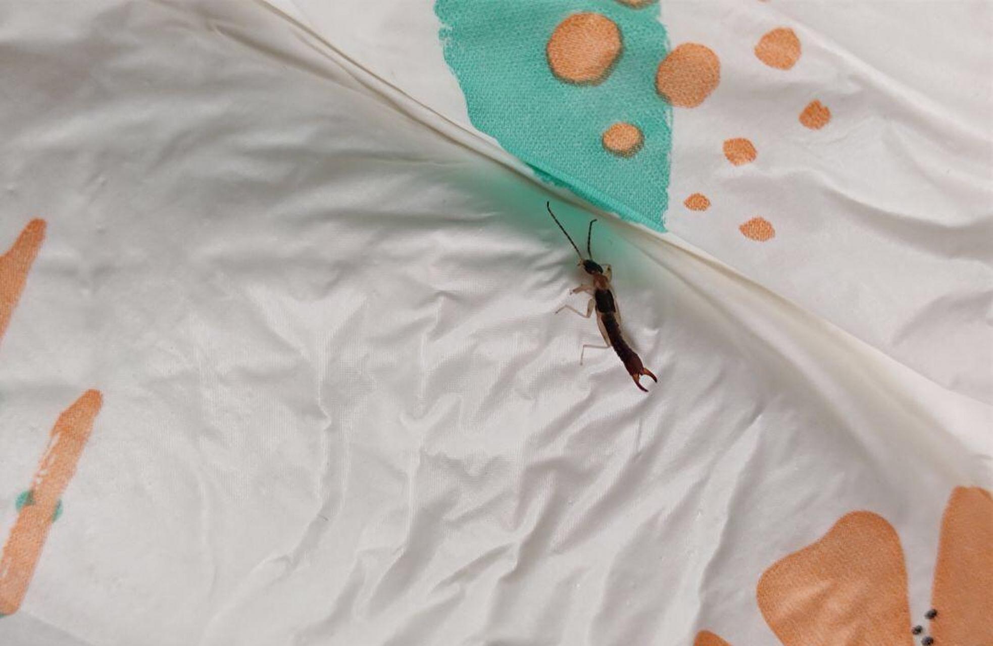 请问这是隐翅虫吗?