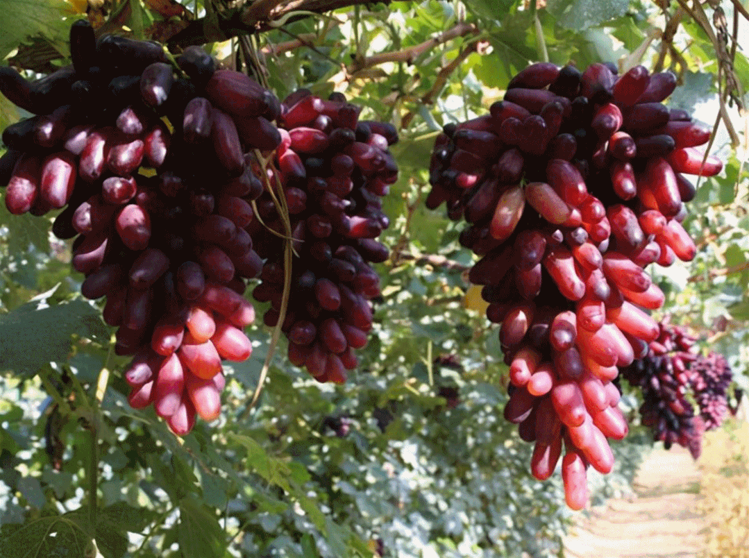 大丰收!灞桥葡萄甜啦!