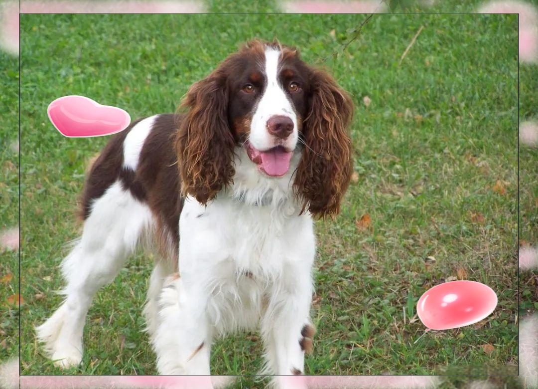 英国史宾格犬的详细介绍与特点概述