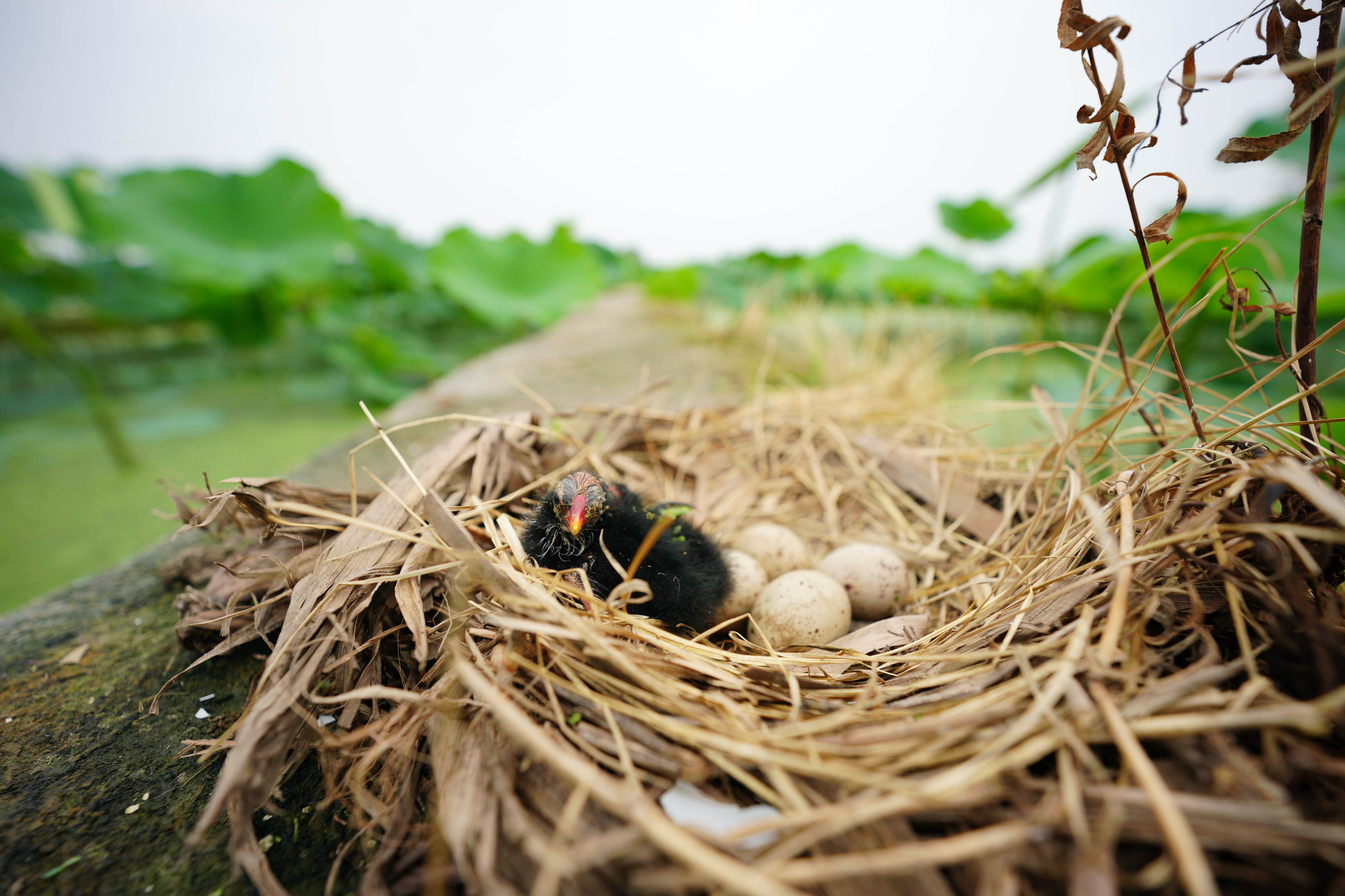 新华全媒 丨小动物睡眠图鉴,哪款你爱了?