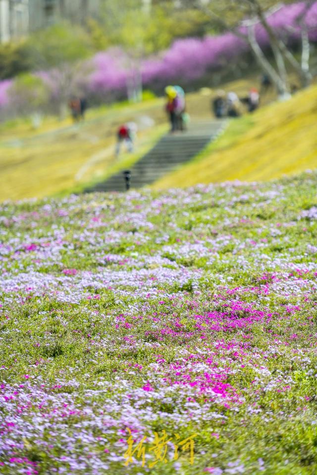 济南规模最大的"福禄考花海"即将盛开