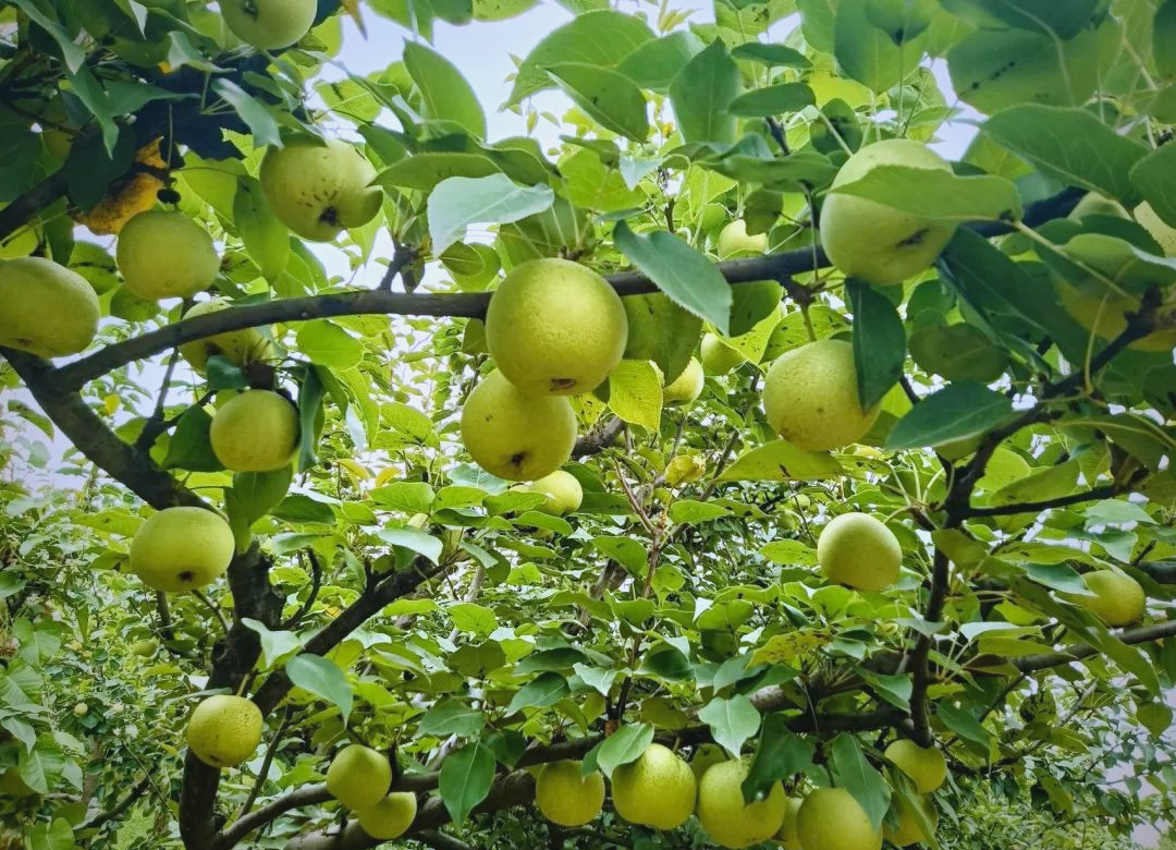 夏季必备,绿宝石梨带来自然清甜