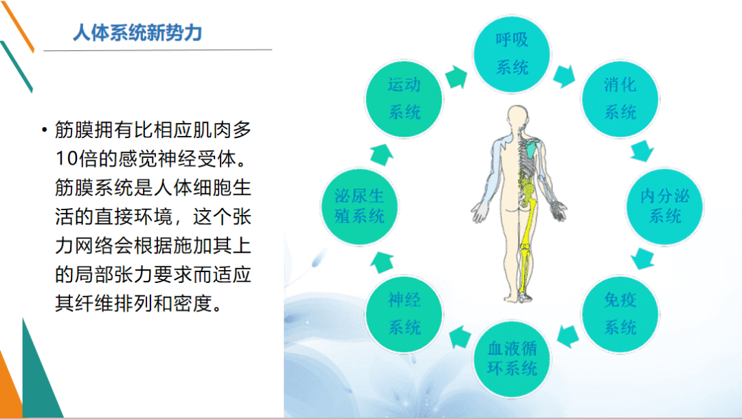 原林教授筋膜疗法图片