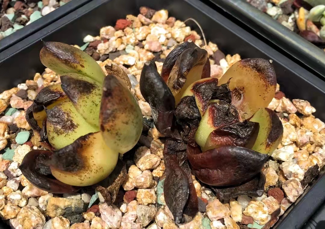 坐标广州,40℃高温下多肉都被晒焦了!这个夏天养多肉太难了