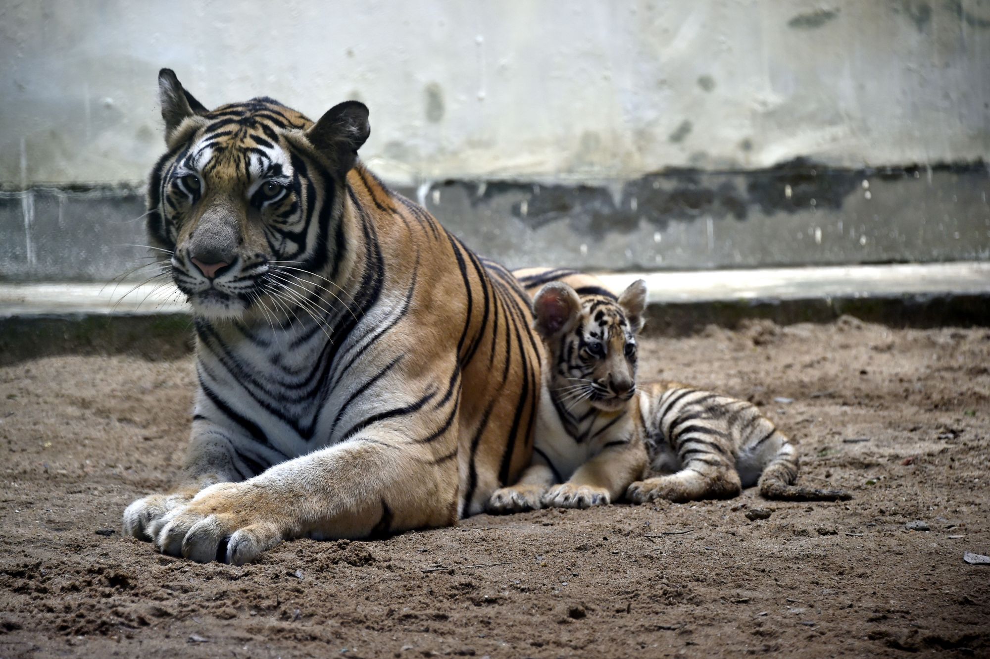 (15)孟加拉虎幼崽