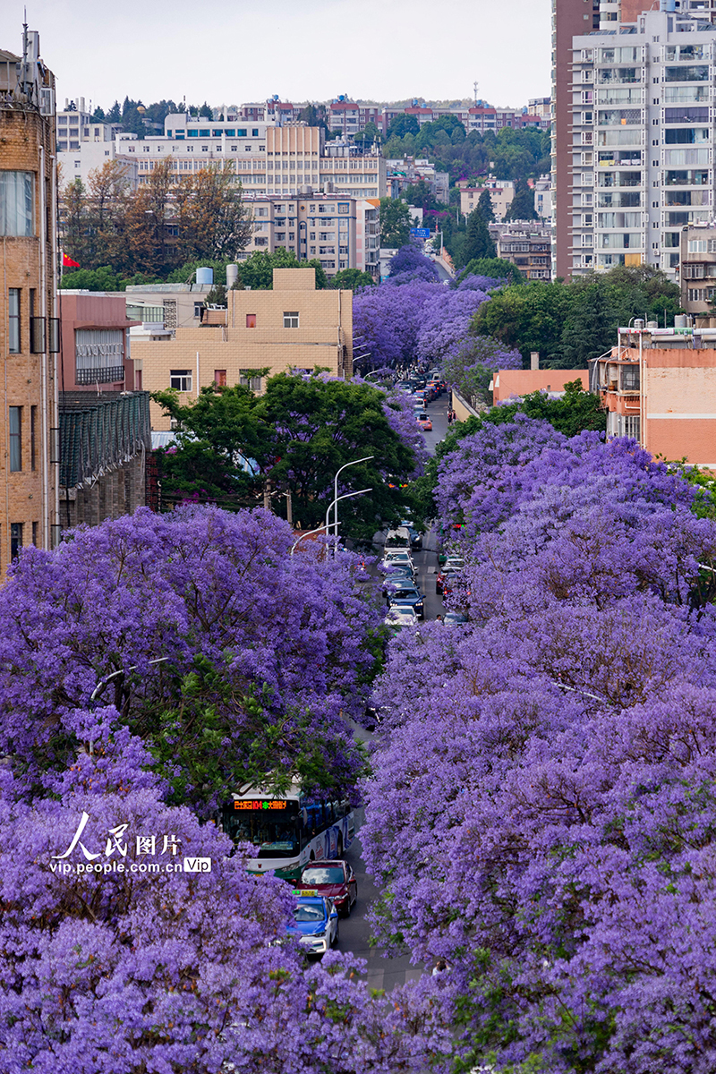 云南昆明:蓝花楹进入盛花期