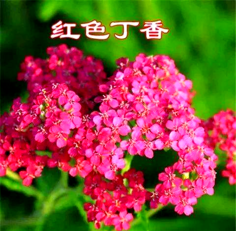 探索丁香花的魅力:多种品种与用途详解