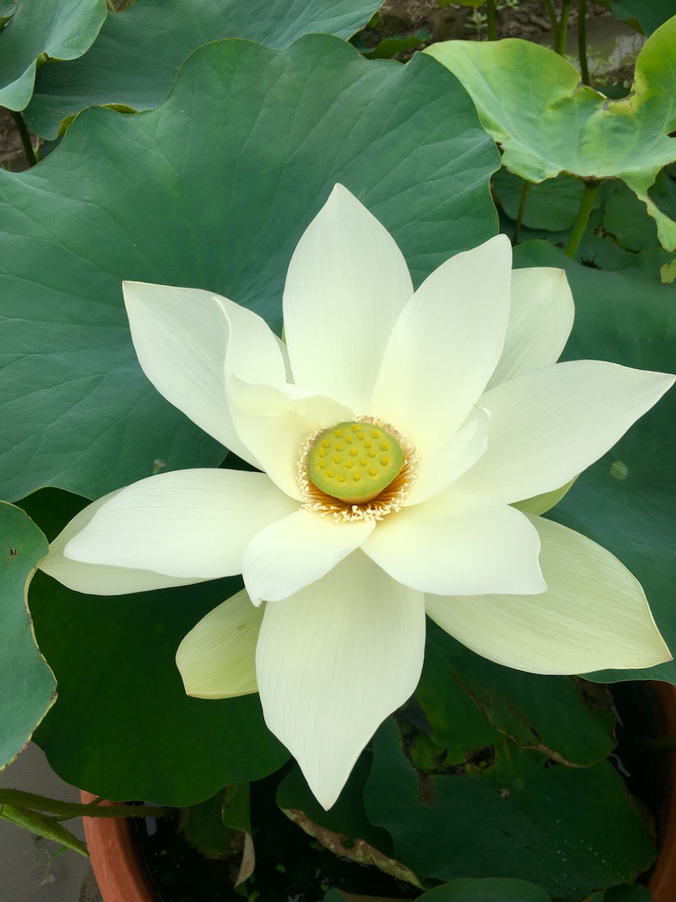 盛夏上海追荷 从园林到野趣