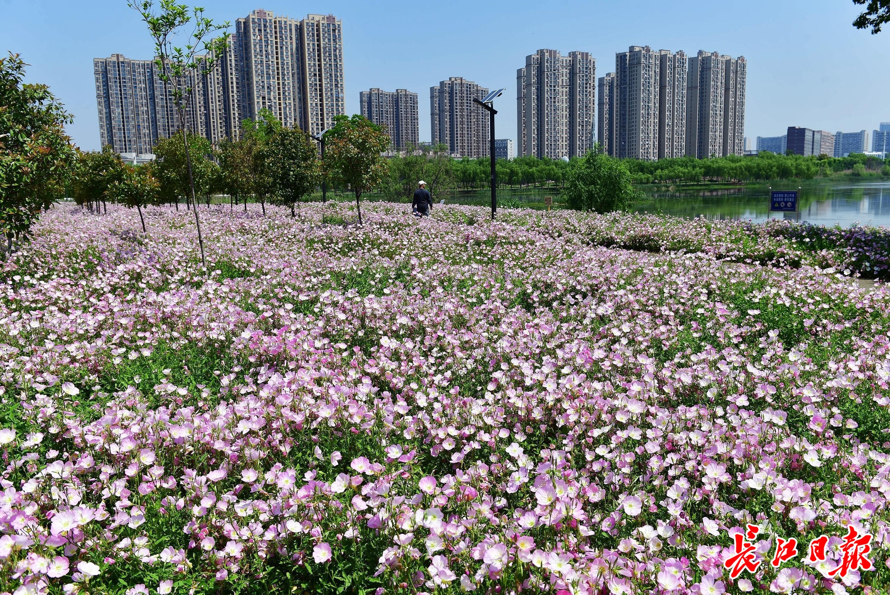 美丽月见草,湖边花海美无边