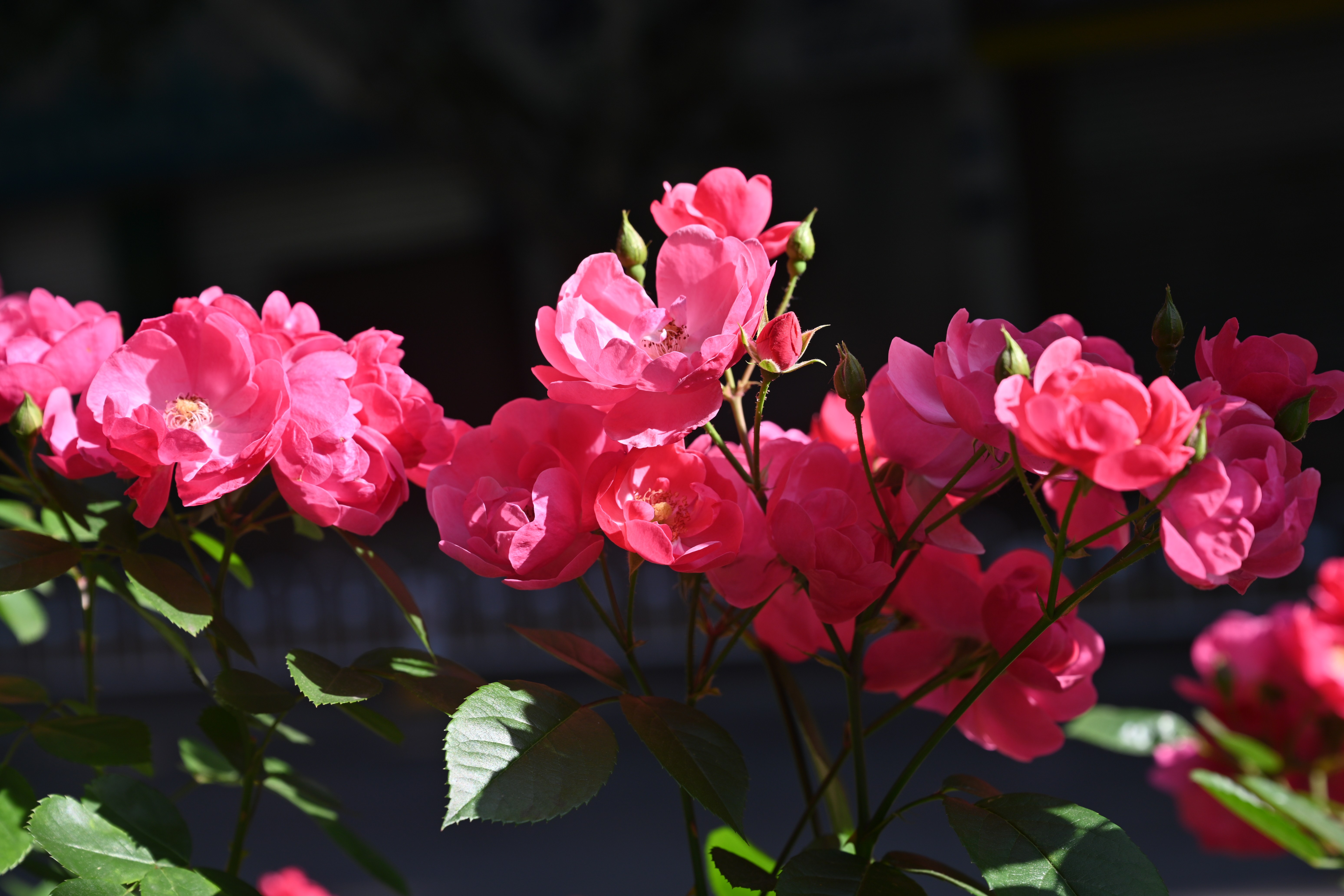 晚春时节麒麟城区的丰花月季怒放