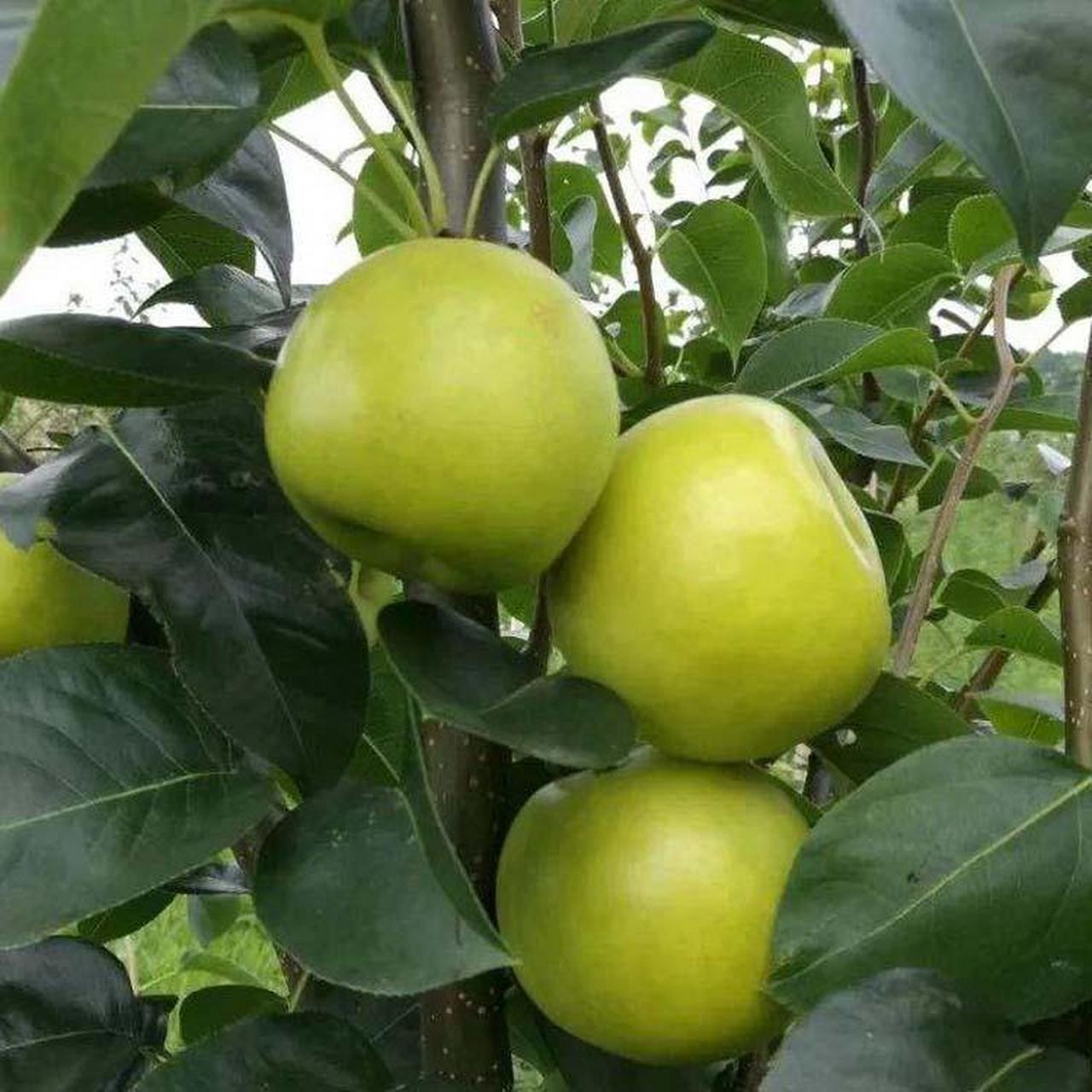 翠冠梨是浙江省农业科学院园艺研究所选育的早熟,丰产,优质,耐贮的梨