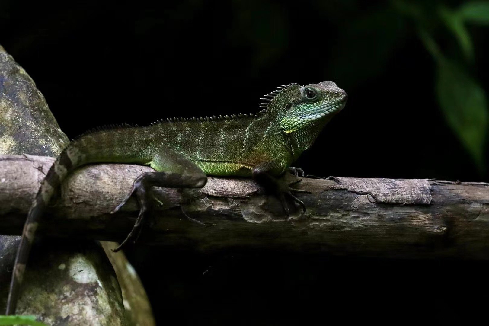 市民在从化拍到长鬣蜥?专家:曾被认定在广州野外绝迹