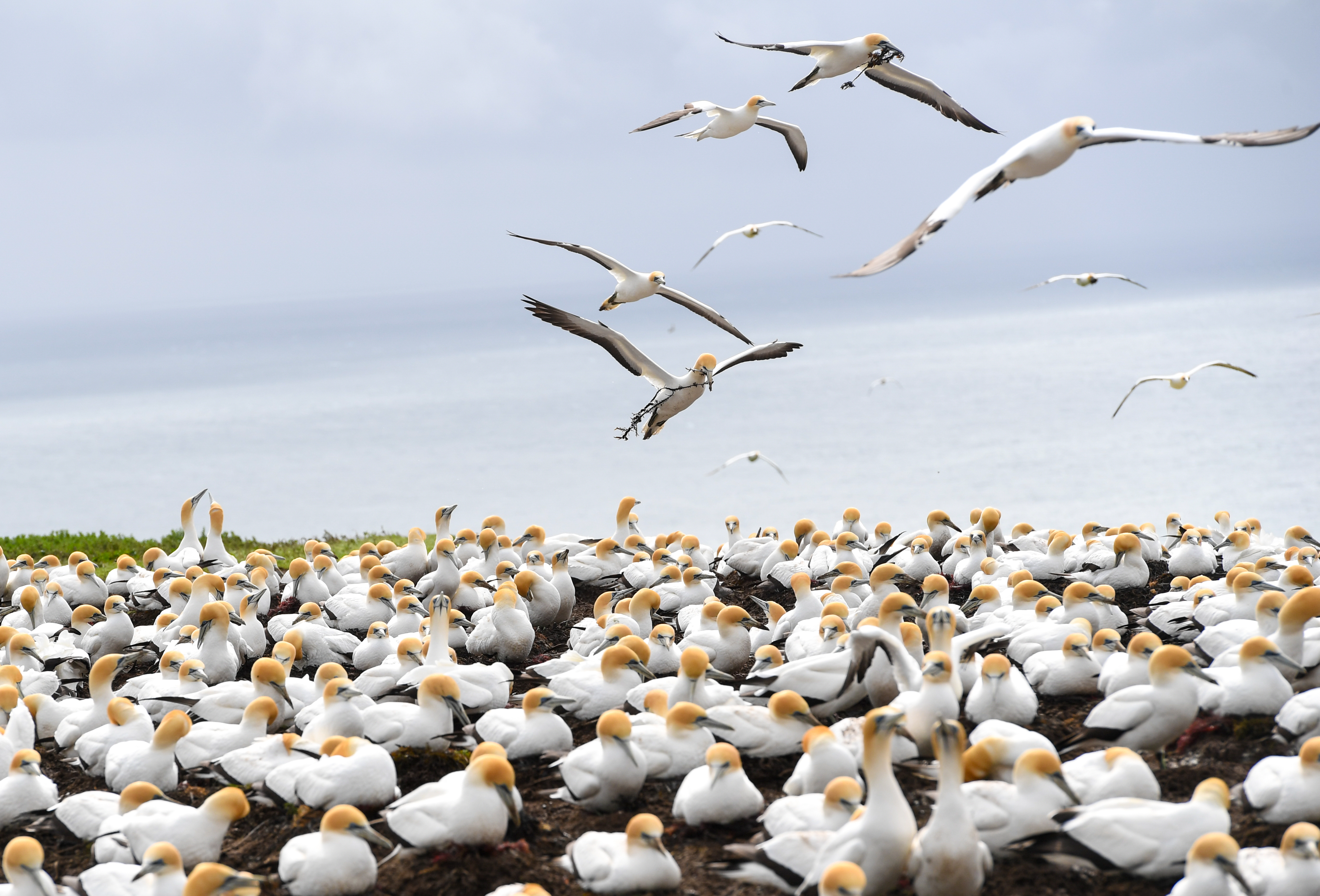 新西兰拐子角塘鹅保护区