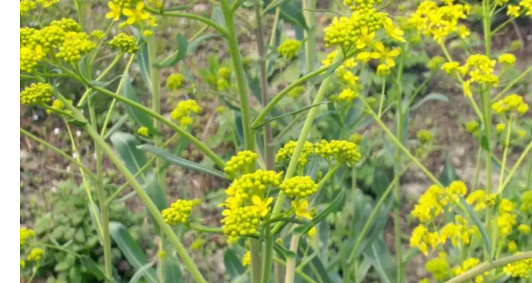 奥斯曼是什么植物