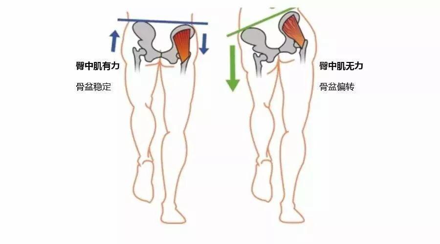 臀大肌无力会影响身材和体态,6个针对性训练,强化臀部肌肉力量