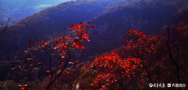 红叶柿岩风景区,红叶红似火