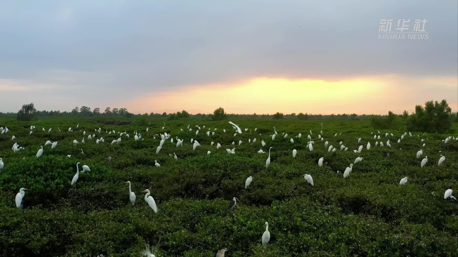 湿地之美丨广西山口红树林生态国家级自然保护区