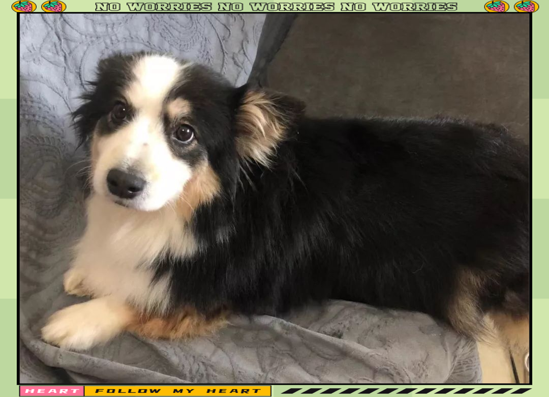 寻找走失的柯基边牧串串犬"如意"