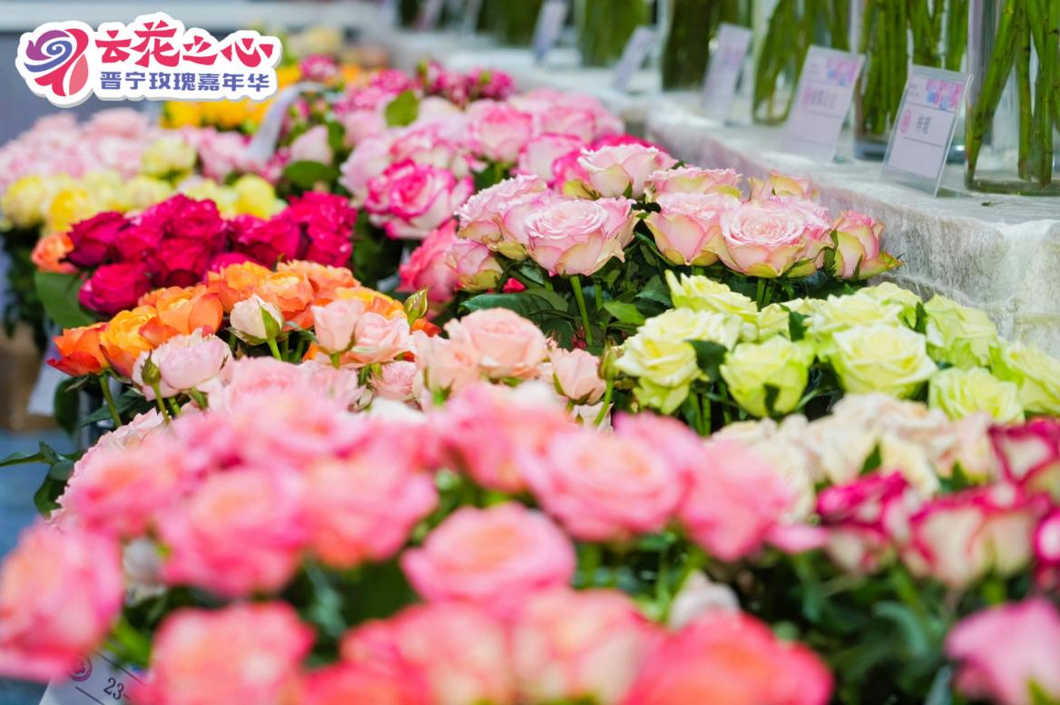"云花之心01晋宁玫瑰嘉年华":近2万人观花看展