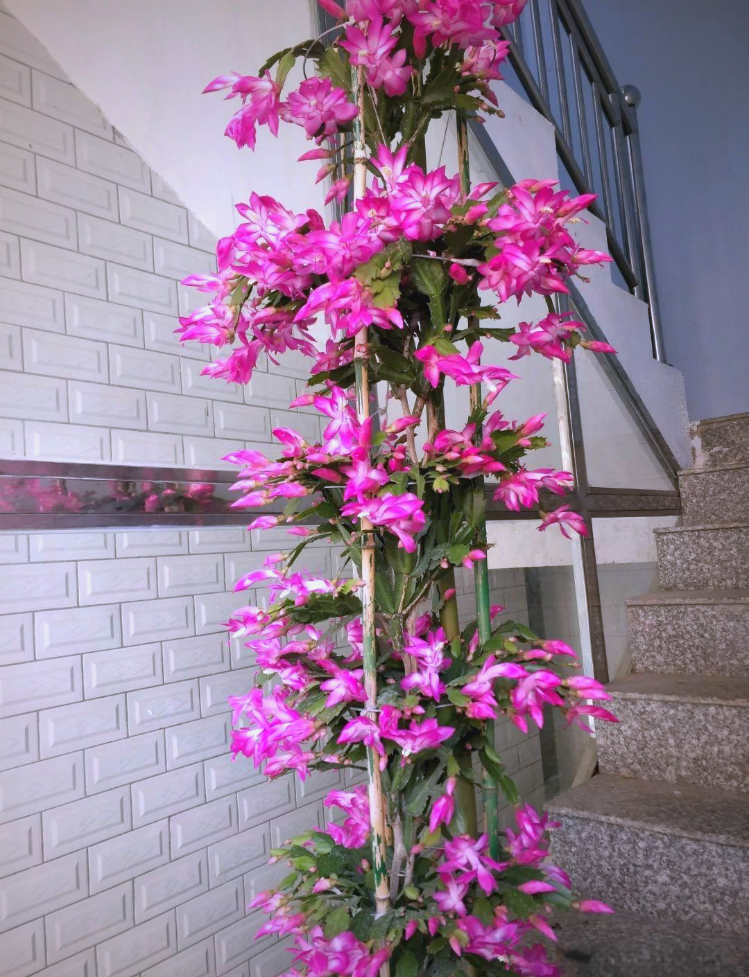 叶仙嫁接蟹爪兰的技巧与注意事项,让你的花盆盛开成花塔