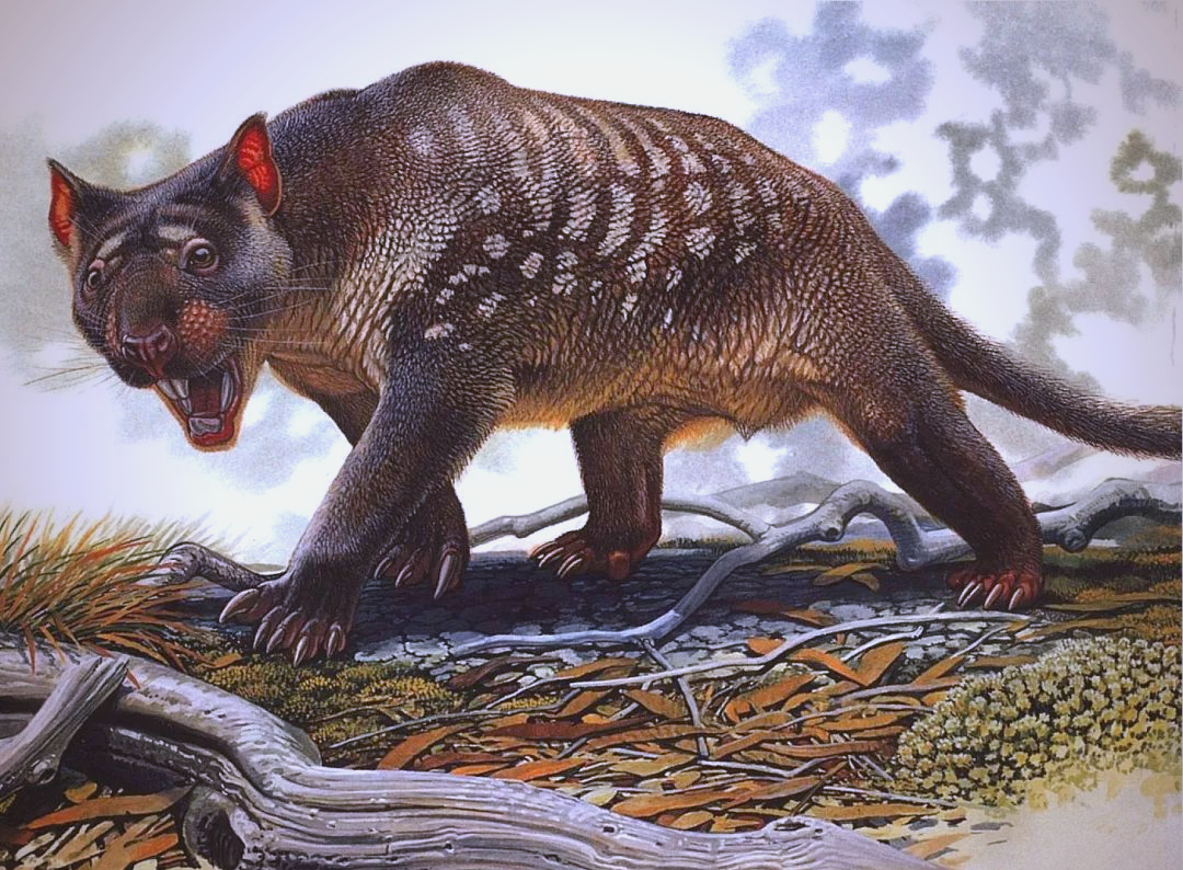 澳大利亚的顶级掠食者