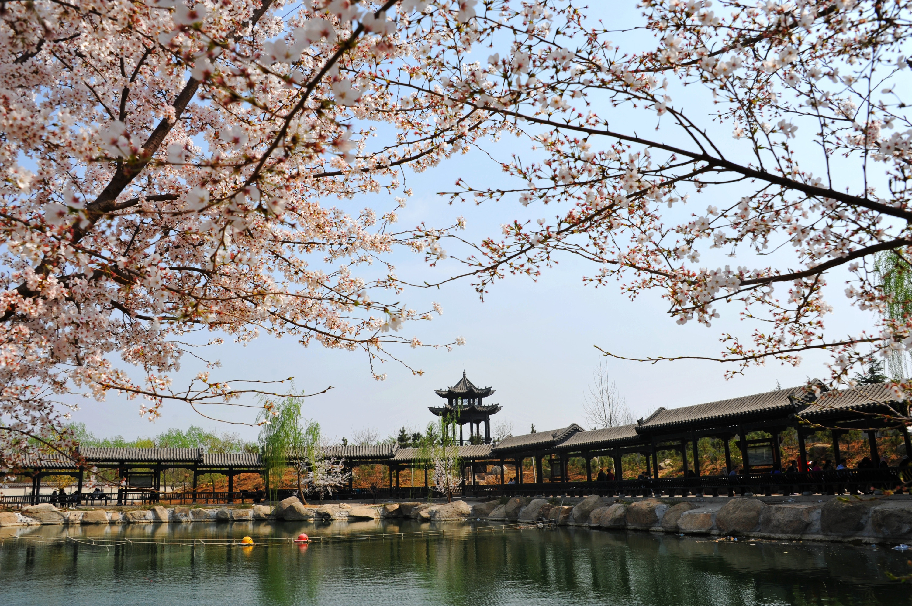 山东滨州:一城绿水半城花